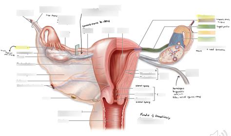 Female Reproductive Anatomy Uterine Tubes And Uterus Posterior View Diagram Quizlet