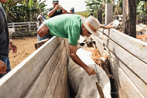 Segunda etapa da campanha de vacinação contra a febre aftosa começa em