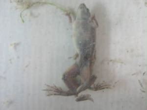 African Dwarf Frog Sexing and Breeding