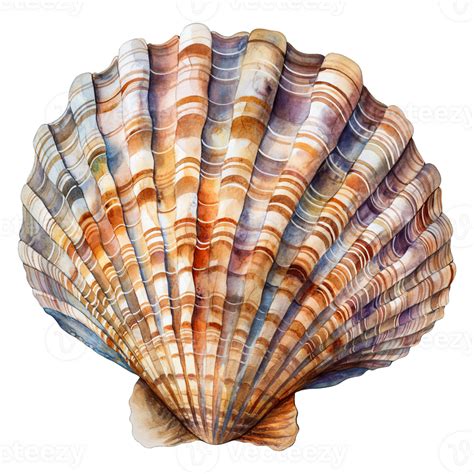 Seashell Watercolor Illustration Isolated On Transparent Background