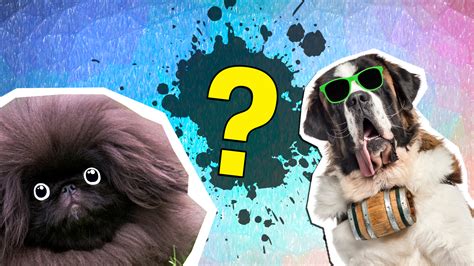 Epic What Dog Should I Get Quiz