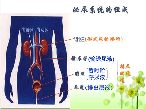 人教版七年级生物 下册 第四单元 5 人体内废物的排出 课件（共35张ppt）21世纪教育网 二一教育