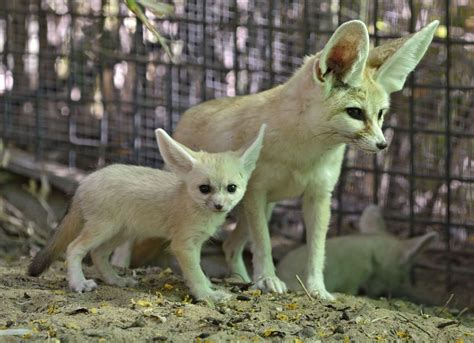 Fennec Fox Digs Tunnel Of Love Zooborns