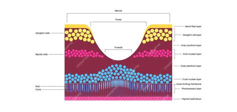 macula fovea  foveola premium vector