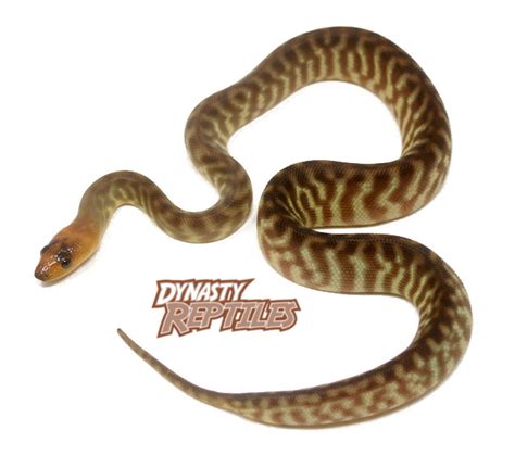 Woma Python (Female) - Dynasty Reptiles