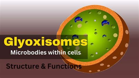 Glyoxysomes|| Glyoxysomes structure and function || Glyoxysomes class ...