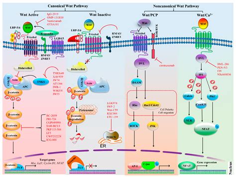 Wnt Signaling Pathway Cancer