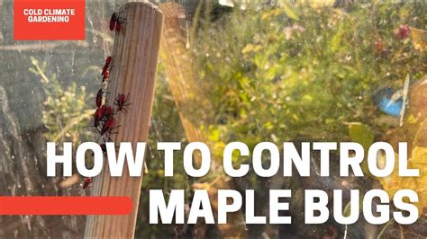 How To Control Maple Bugs Are Elderbugs Harmful Gardening In Canada Youtube