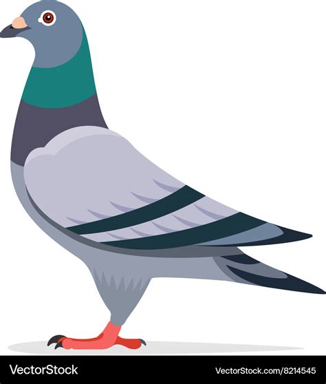 Pigeon Character Royalty Free Vector Image Vectorstock