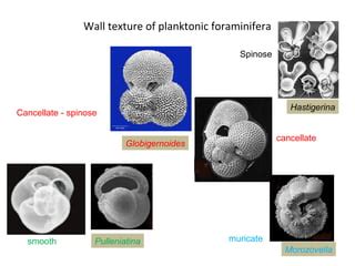 Planktonic foraminifera