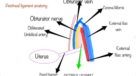 Anatomyexpert Pectineal Ligament Structure Detail | Images and Photos ...