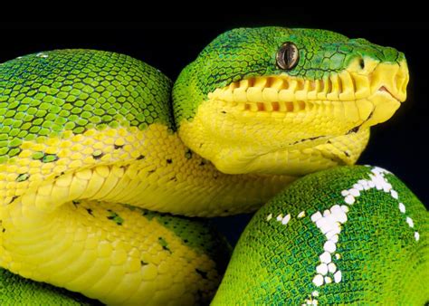 45 Emerald Tree Boa Facts (Guide to Both Species) Diet, Habitat, Babies ...