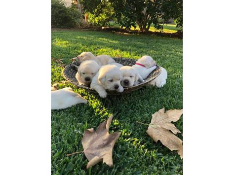 Purebred AKC Registered Labrador Puppies Gardena - Puppies for Sale Near Me