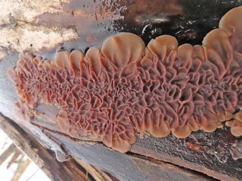 Auricularia Mesenterica Gu A General De Macrohongos De Costa Rica