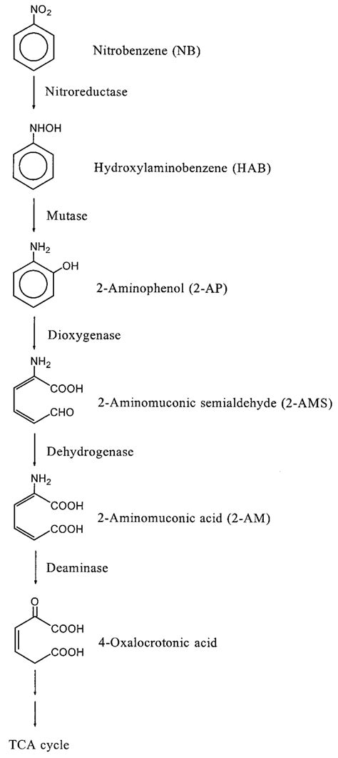 A Partial Reductive Pathway For The Degradation Of Nitrobenzene