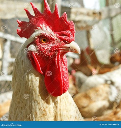 Gallo Adulto En La Yarda De Las Aves De Corral Imagen De Archivo