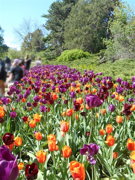 Purple and Orange Flowers · Free Stock Photo