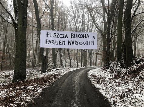 Dziki Ruch Oporu Protestuj Przeciwko Wycince Drzew W Puszczy Bukowej