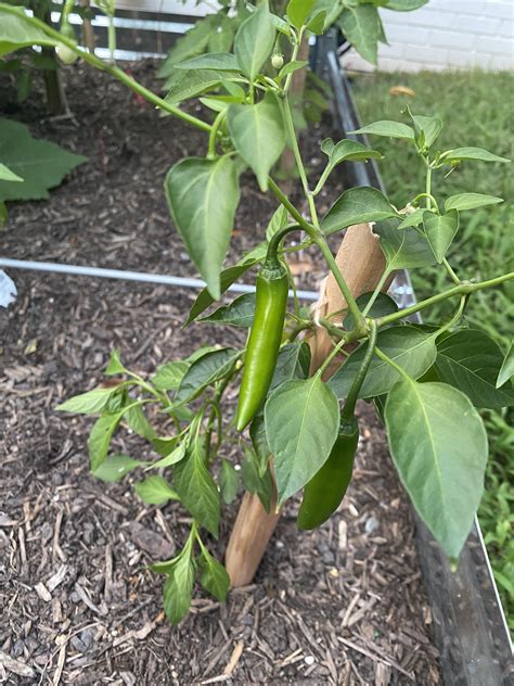 What Kind Of Pepper Is This It Was Supposed To Be A Bell Pepper Plant