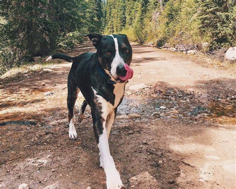 Australian Shepherd Great Dane Mix