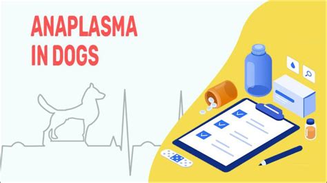 Anaplasmosis In Dogs - Causes, Symptoms & Treatment - Petmoo