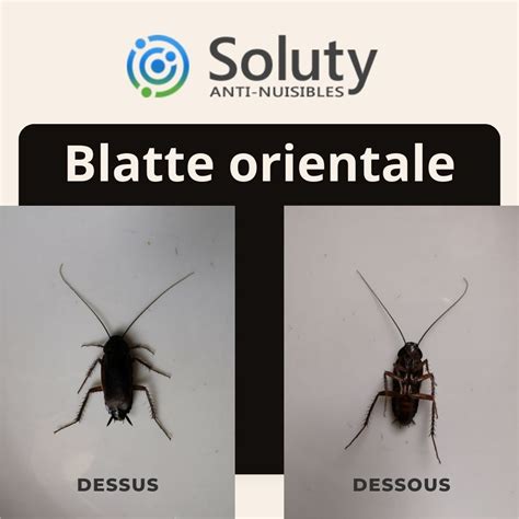 Comment Reconna Tre Un Cafard Ou Une Blatte Soluty