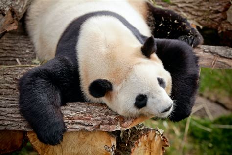 Panda Bear Photos, Download The BEST Free Panda Bear Stock Photos & HD ...