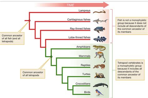 Fish Classification Chart: A Visual Reference of Charts | Chart Master