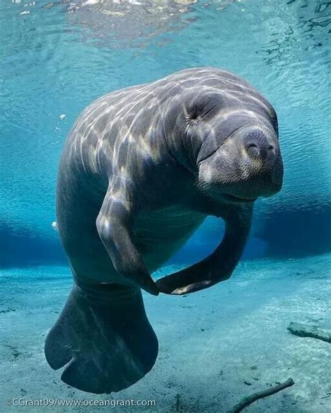 Manatee. Florida | Ocean creatures, Beautiful sea creatures, Sea cow