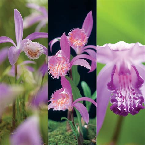 Buy Hardy Orchid Collection Outdoor Orchid Collection