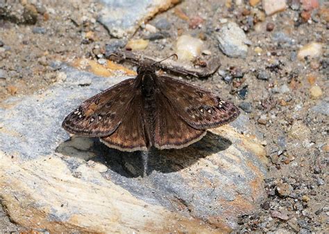 Juvenal S Duskywing From Burke County NC USA On April 30 2023 At 02