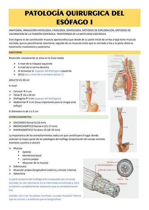SOLUTION 1 Patologi A Quirurgica Del Eso Fago I Studypool