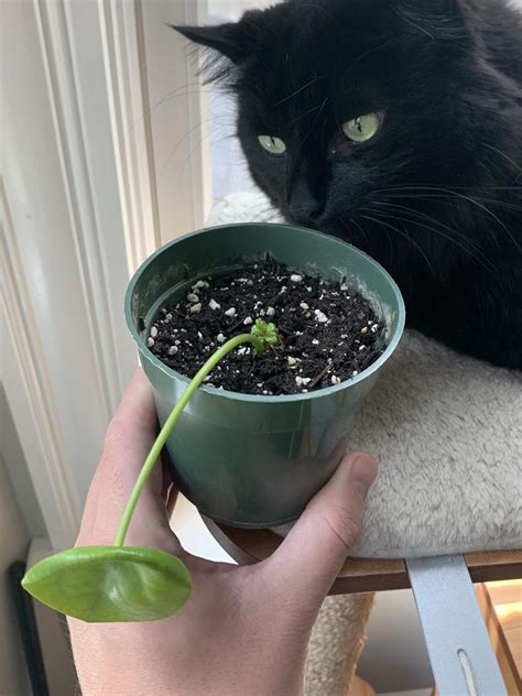 First successful leaf propagation! : r/houseplants