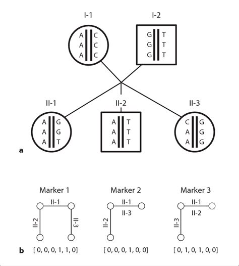 Patterns Of Inheritance At Three Markers Within A Pedigree A Pedigree