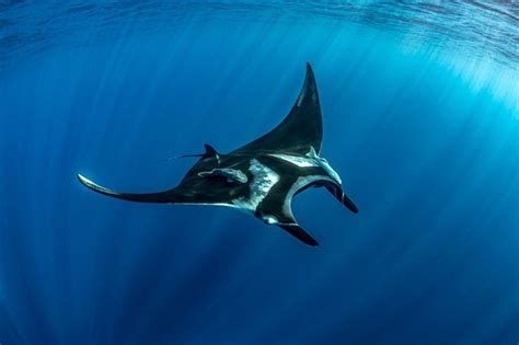 BELOW SURFACE TOBIAS FRIEDRICH On Instagram Giant Ocean Manta Ray