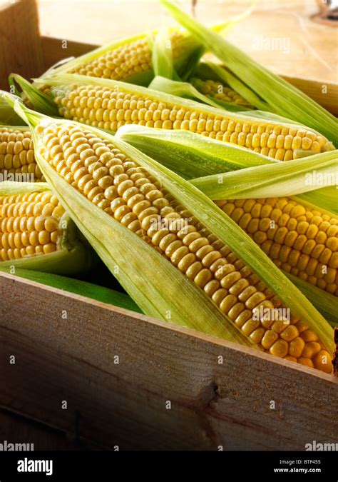 Fresh Whole Sweetcorn Cobs Stock Photo Alamy