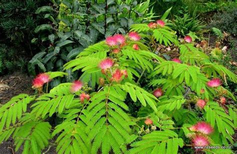 Albizia julibrissin seed - International seed shop