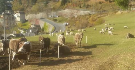 Allevamento Archivi Ecoturismo Valtellina E Valchiavenna