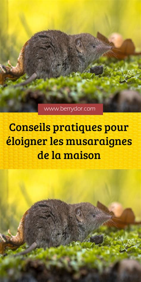 Conseils Pratiques Pour Loigner Les Corbeaux De Votre Jardin Les