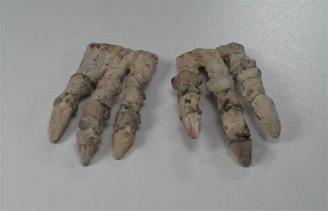 Psittacosaurus Fossils from China