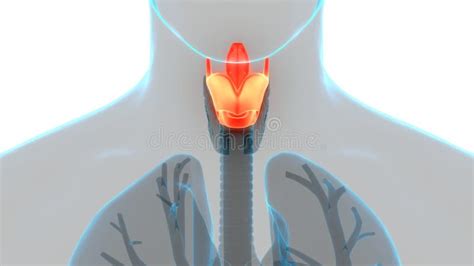 Human Internal Organs Respiratory System Larynx And Pharynx Anatomy