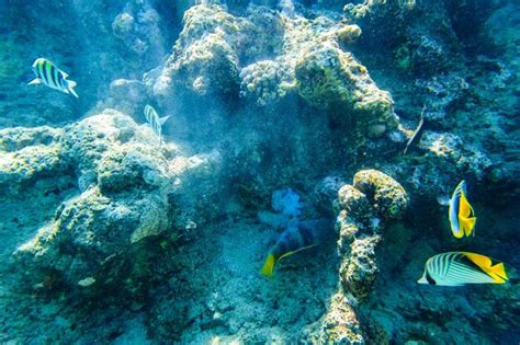 Premium Photo Colonies Of The Corals And Tropical Fishes At Coral