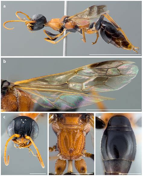 New species of wasps, named dementors, turn prey into zombies - 6abc ...