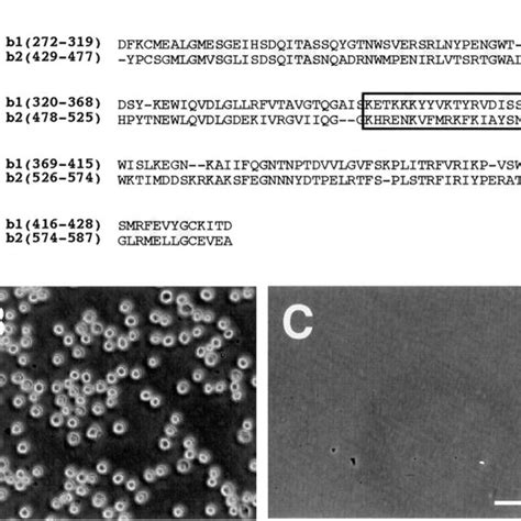 Determination Of Cell Adhesion Sites In The B Domain A Amino Acid