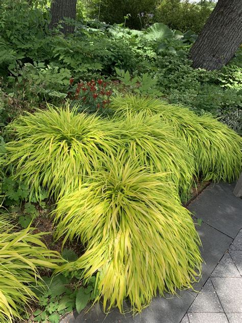 Hakonechloa Macra All Gold Growing Guides