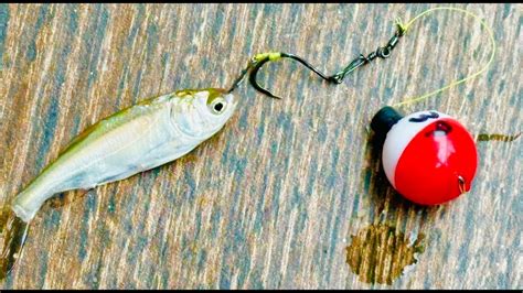 How to hook a minnow cách móc cá tuế YouTube