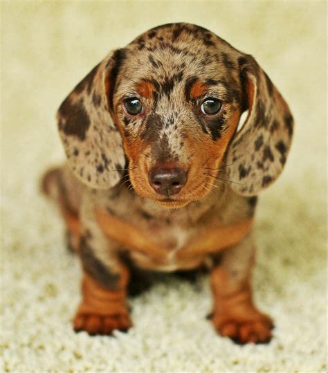 Enough To Melt Your Heart Dapple Dachshund Baby Dachshund Funny