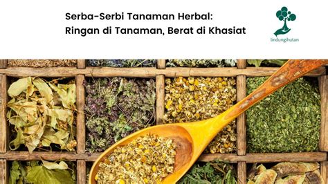 Serba Serbi Tanaman Herbal Ringan Di Tanaman Berat Di Khasiat 2022