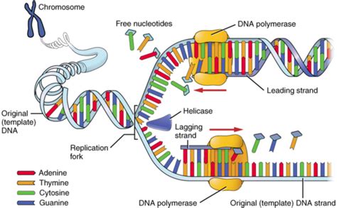 Leading Strand And Lagging Strand Of Dna