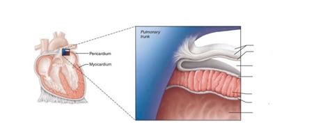 heart layers Diagram | Quizlet